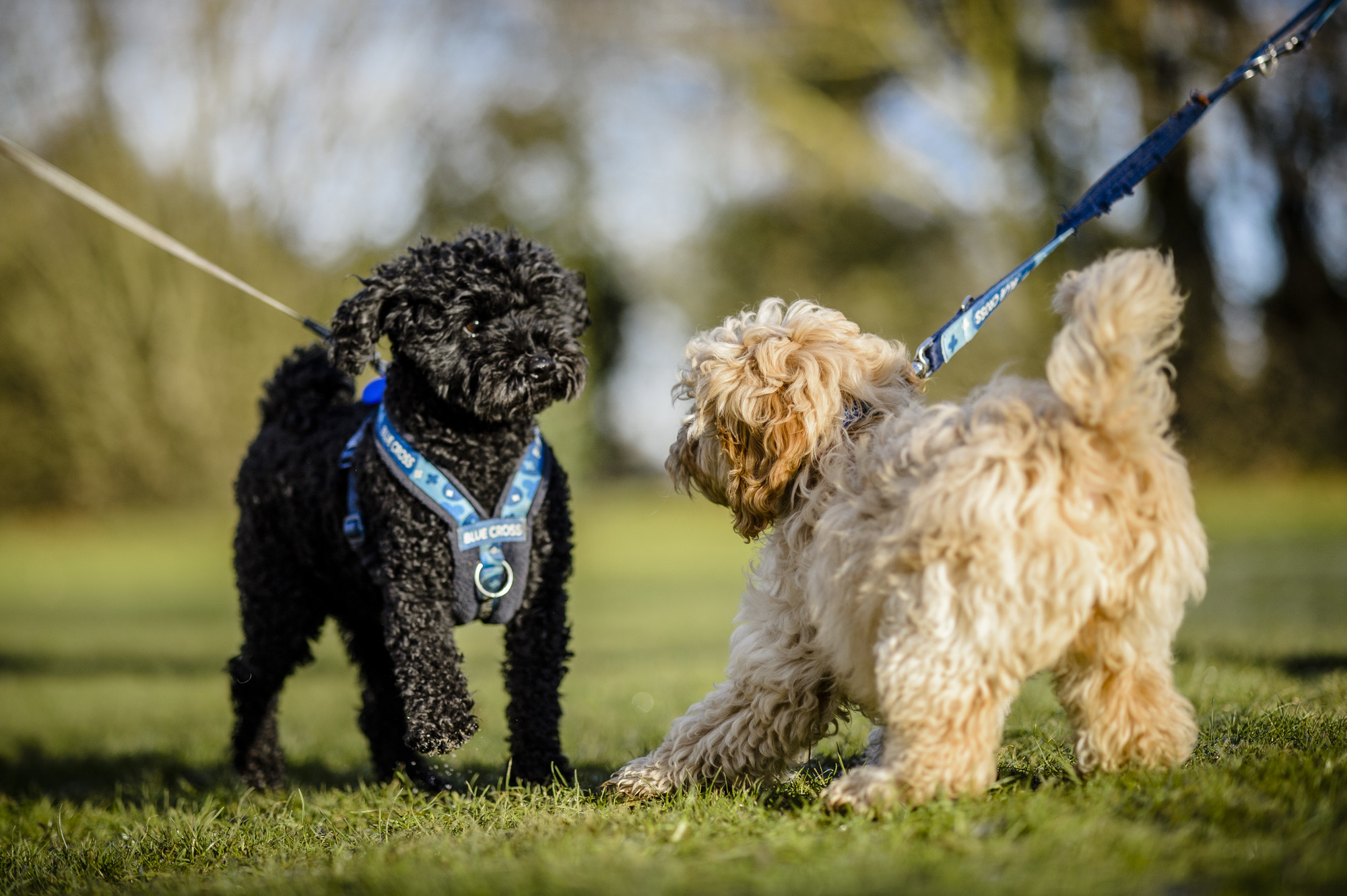 Introducing large breed clearance puppy to small dog